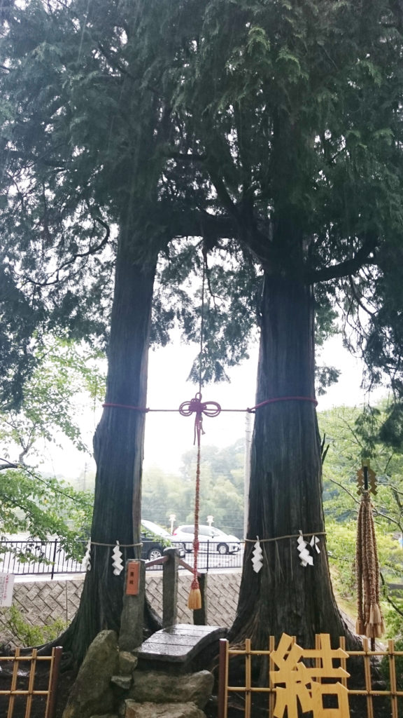 武雄神社の縁結びの木