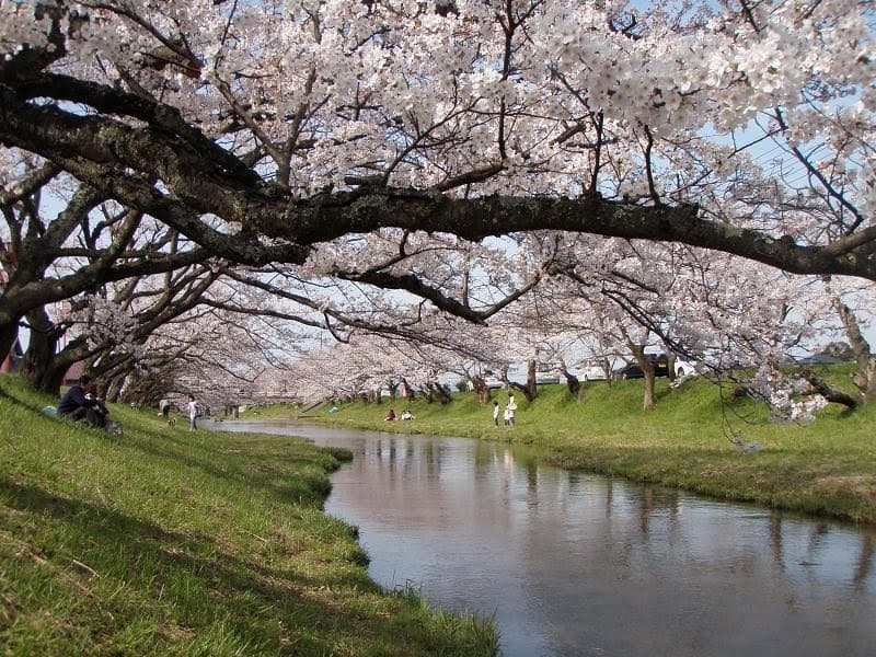 玉造川の桜の写真