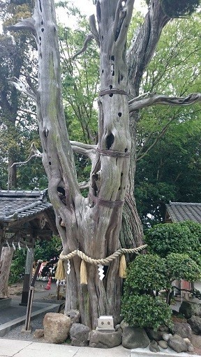 白濱神社の御神木