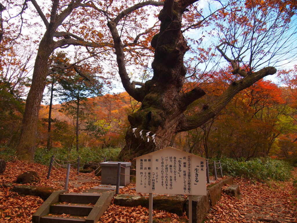 那須温泉神社の御神木