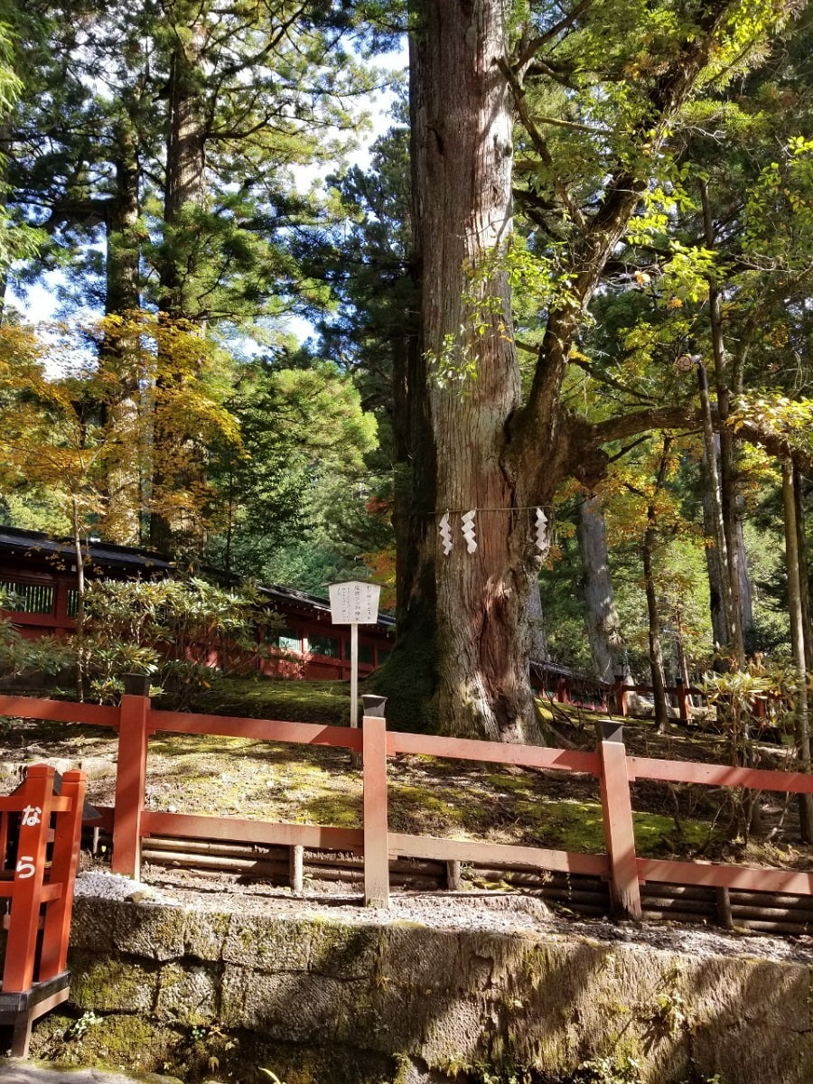 日光二荒山神社の縁結びの木