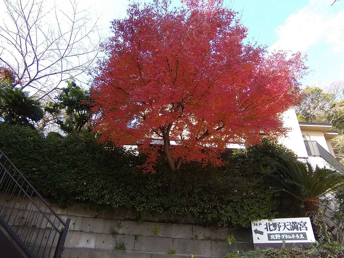 北野天満神社の境内の紅葉